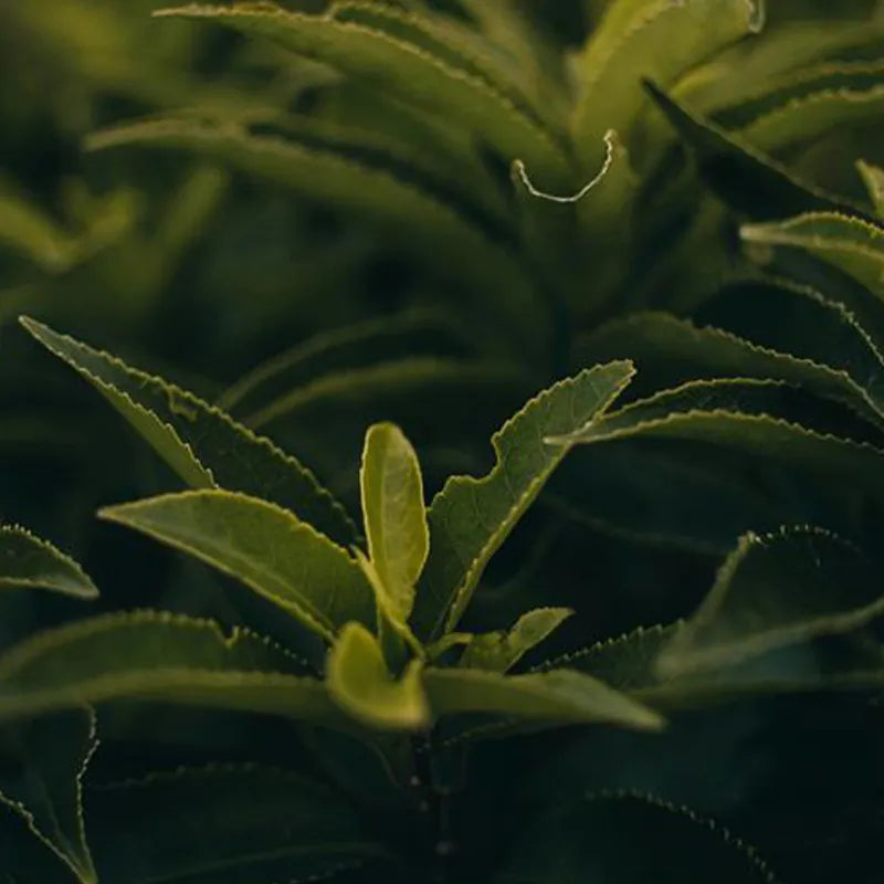 Camellia Sinensis: die Teepflanze