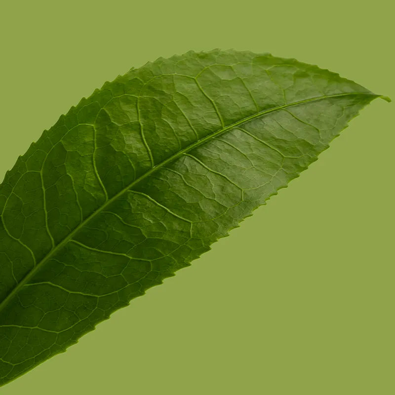 Was ist eigentlich Grüner Tee?