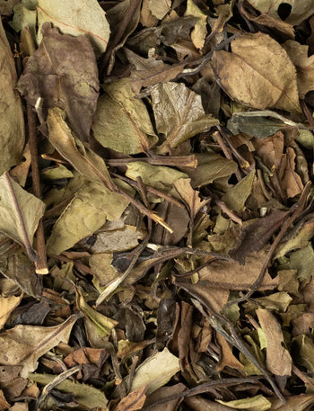 Pai Mu Tan
